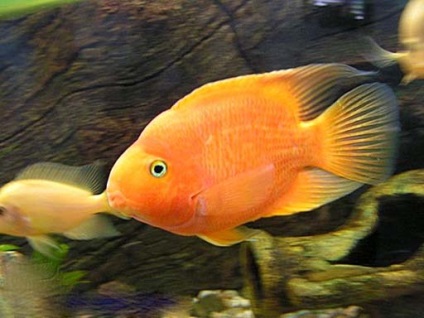 Acvariu pește cichid roșu papagal sau pește papagal (cichid roșu papagal)