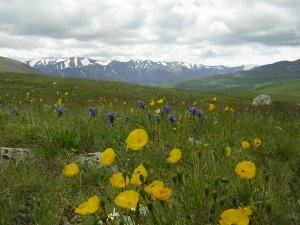 Altai dragă