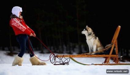 Câini și oameni din Alaska (30 fotografii), relaxați-vă