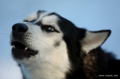 Câini și oameni din Alaska (30 fotografii), relaxați-vă