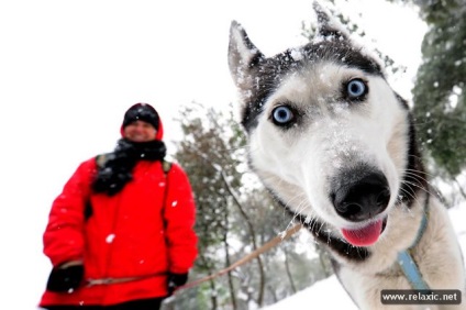 Câini și oameni din Alaska (30 fotografii), relaxați-vă