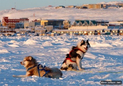 Câini și oameni din Alaska (30 fotografii), relaxați-vă