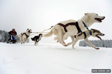 Câini și oameni din Alaska (30 fotografii), relaxați-vă