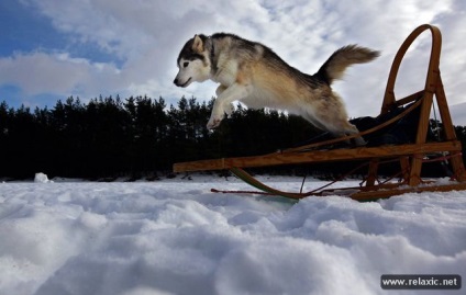Câini și oameni din Alaska (30 fotografii), relaxați-vă