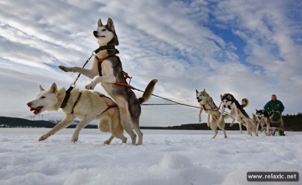 Câini și oameni din Alaska (30 fotografii), relaxați-vă