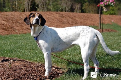 Istoria americană de foxhound a originii rasei