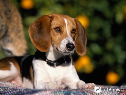 Istoria americană de foxhound a originii rasei