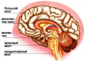 anthropotomy