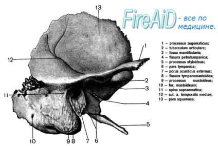 Anatomia osului temporal