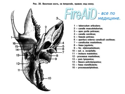 Anatomia osului temporal