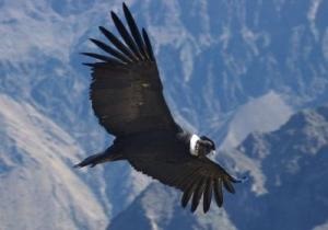 Andean Condor 1