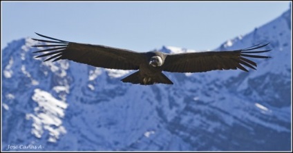 Andean Condor (lat)