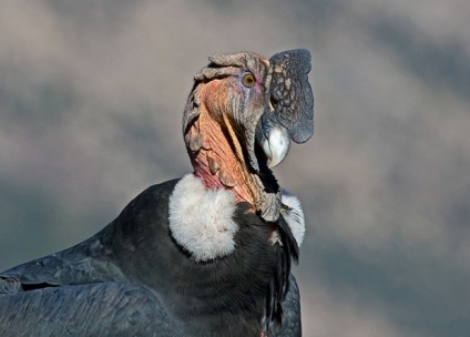 Andean Condor (lat)
