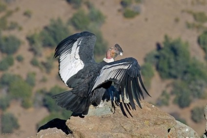 Andean Condor (lat)