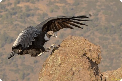 Andoki kondor (r gryphus), fotók a kondorkeselyű Andes