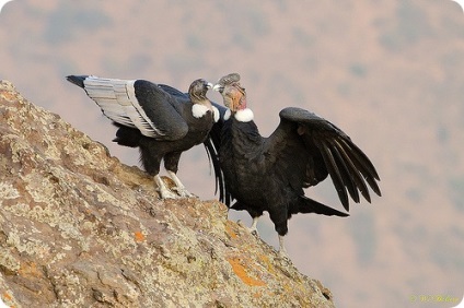 Condor Andean (r gryphus), poze ale Condorului din Anzi