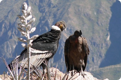 Andoki kondor (r gryphus), fotók a kondorkeselyű Andes