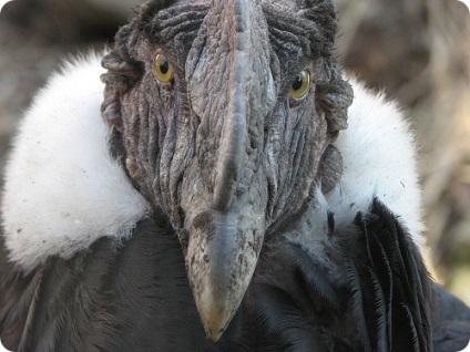 Andoki kondor (r gryphus), fotók a kondorkeselyű Andes