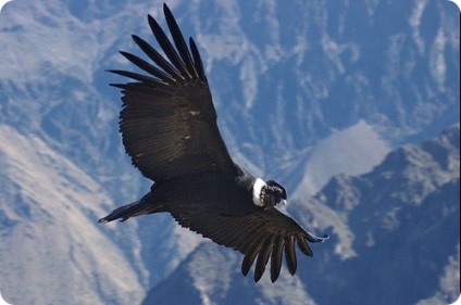 Condor Andean (r gryphus), poze ale Condorului din Anzi