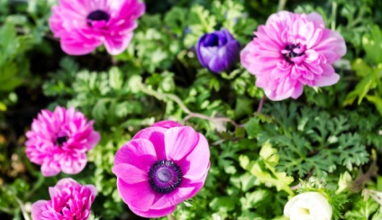 Anemone (anemone)