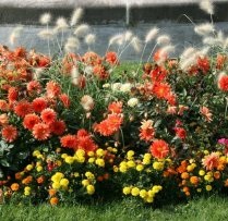 Virágállatok (Anemone)