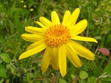 Mountain arnica, carte de sănătate