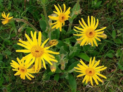 Mountain arnica, carte de sănătate