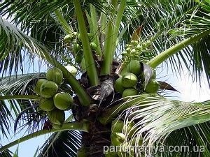 Arome cu miros de nuca de cocos
