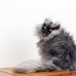 Atchoum (achchis) - pisica cu aspect diavol - dragoste de pisici