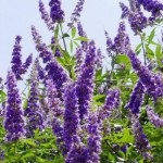 Avraam (vitex sacru) - cum să crească, proprietăți utile, metode de aplicare