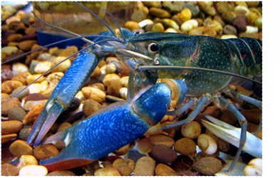 Cancer australian roșu-cheek (cherax quadricarinatus) - articole despre crustacee - articole - club