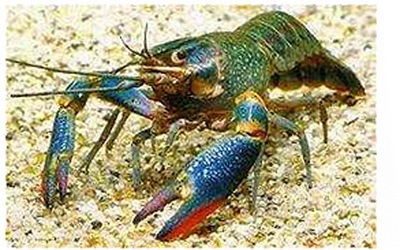 Cancer australian roșu-cheek (cherax quadricarinatus) - articole despre crustacee - articole - club