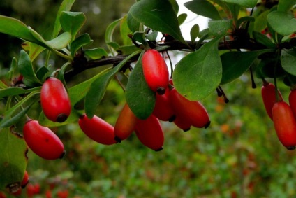 Barberry - o plantă gustoasă și valoroasă - bună sau rea