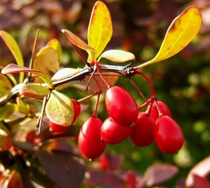 Barberry - o plantă gustoasă și valoroasă - bună sau rea