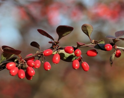 Barberry - o plantă gustoasă și valoroasă - bună sau rea