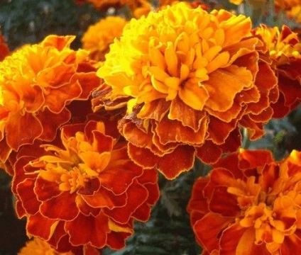 Marigold-urile sunt luminoase și nepretențioase