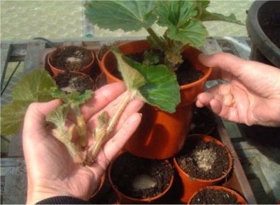 Begonia plantare veșnic verde, îngrijire acasă și în aer liber