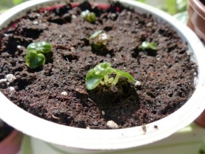 Begonia plantare veșnic verde, îngrijire acasă și în aer liber