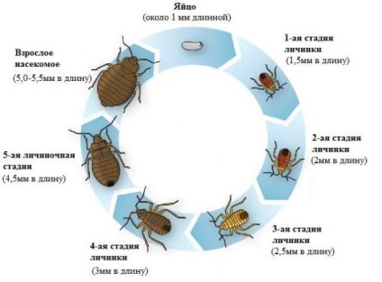 Lenjerie de buze cum să scapi, cum să dezvălui ce sunt mușcăturile periculoase