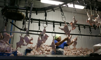 Biologistul a spus dacă este posibil să mănânci carne de pui, infectată cu gripa aviară, canal TV 360