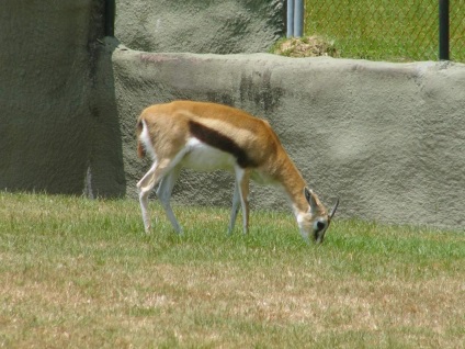 Lábú Gazelle Thomson (Thomson) Swift lábú gazella Thomson