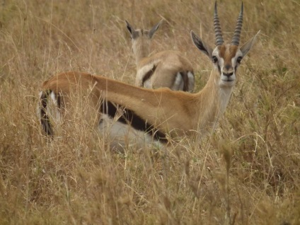 Lábú Gazelle Thomson (Thomson) Swift lábú gazella Thomson