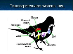 Boli ale sistemului digestiv la păsări - simptome, tratament, preparate, cauze de apariție, cele mai bune noastre