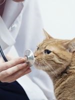 Boli ale urechilor la pisici
