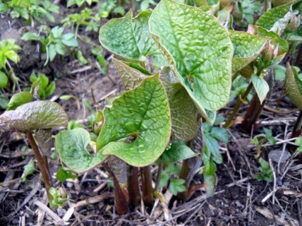 Brunner cu frunze mari de plantare pas cu pas