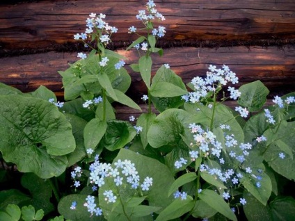 Brunner cu frunze mari de plantare pas cu pas