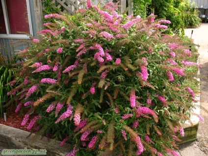 Buddleja David, zöld kert