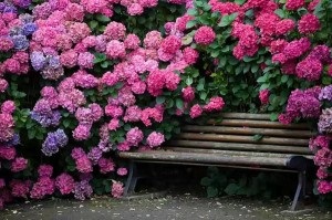 Buddleja David, zöld kert