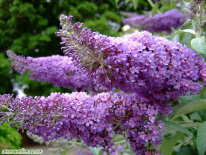 Buddleja David, zöld kert