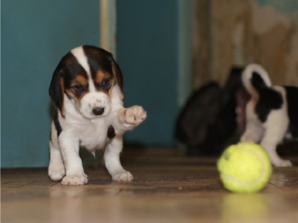 Future vadászok - észt hound kiskutyák